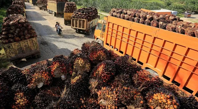 Kejagung Sita Rp11,8 Triliun dalam Kasus Ekspor CPO, Wilmar Group Akui Tak Ada Niat Untuk Korupsi