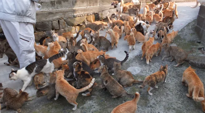 Pemprov DKI Berencana Buat Pulau Kucing di Kepulauan Seribu