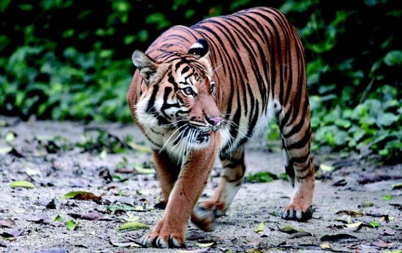 Tragis, Operator Alat Berat Perusahaan di Pelalawan Tewas Diterkam Harimau saat BAB
