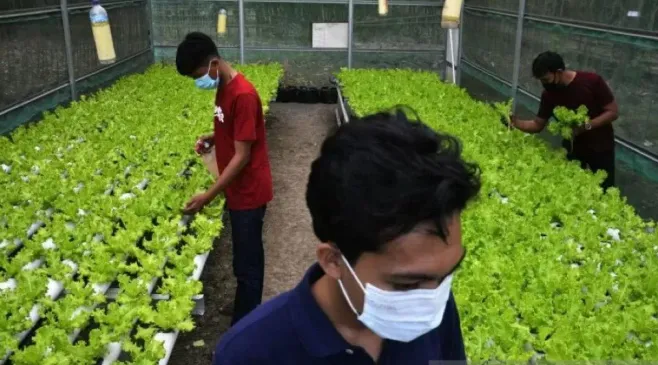 Cara Daftar Program Petani Milenial 2024 Melalui Website Kementerian Pertanian