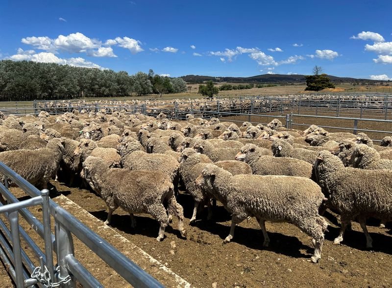 Industri daging merah Australia mengabaikan target netralitas karbon 2030